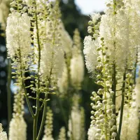 Black Cohosh